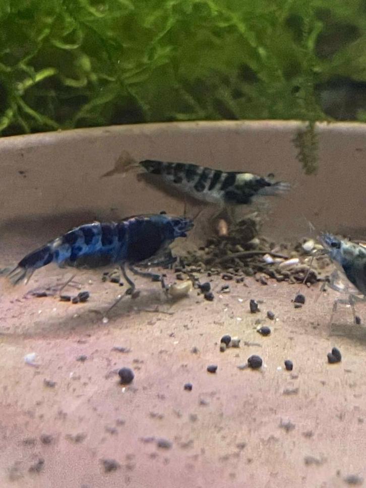 Crevette dragon blood, Dieren en Toebehoren, Vissen | Aquaria en Toebehoren, Ophalen