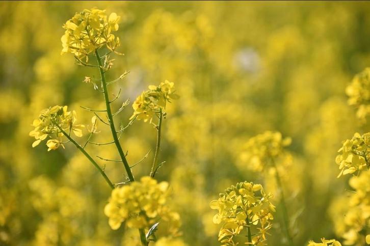 Koolzaad in de herfst, Tuin en Terras, Bloembollen en Zaden, Zaad, Najaar, Halfschaduw, Ophalen of Verzenden