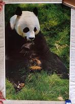 Grote poster van etende panda - zeer goede staat 64 x 95 cm, Ophalen, Gebruikt, Wanddecoratie