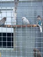 Blackface grasparkieten, Dieren en Toebehoren, Vogels | Parkieten en Papegaaien, Meerdere dieren, Parkiet, Geringd