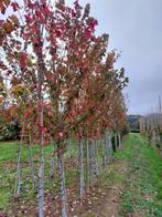 Rode esdoorn Acer rubrum Red Sunset, Ophalen, Halfschaduw, Overige soorten, Lente