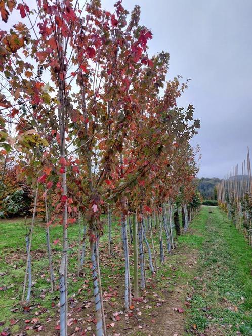 Rode esdoorn Acer rubrum Red Sunset, Tuin en Terras, Planten | Bomen, Overige soorten, 250 tot 400 cm, Halfschaduw, Lente, Ophalen