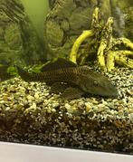 Plectostomus, Dieren en Toebehoren, Vissen | Aquariumvissen