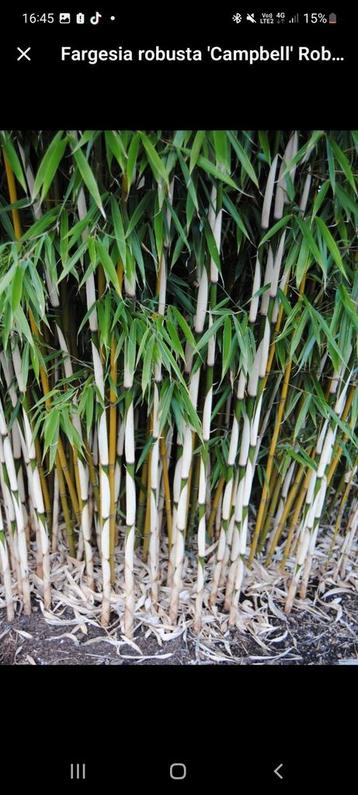 niet woekerende bamboe,  fargesia robusta campbell  beschikbaar voor biedingen
