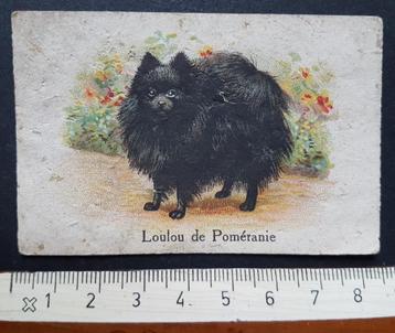 Chromo Chicorée Bleu Argent Arlatte Cambrai Pomeriaan Hond  beschikbaar voor biedingen