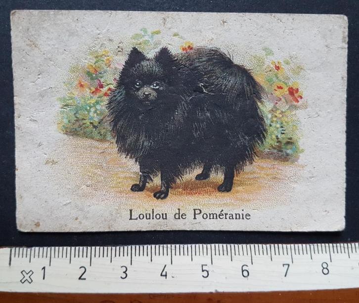 Chromo Chicorée Bleu Argent Arlatte Cambrai Pomeriaan Hond, Verzamelen, Foto's en Prenten, Foto, Dier, Ophalen of Verzenden