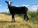 Zwartbles dekram, Dieren en Toebehoren, Schapen, Geiten en Varkens, Mannelijk, Schaap, 0 tot 2 jaar