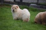 Chow-chow pups nieuw nestje, Dieren en Toebehoren, België, Keeshond, 8 tot 15 weken, Meerdere
