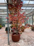 Potten en planten, Tuin en Terras, Ophalen