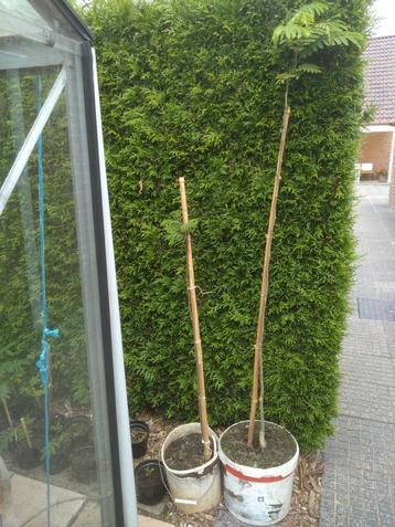perzische slaapboom  beschikbaar voor biedingen