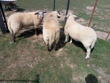 3 supersterke mannelijke lammetjes  beschikbaar voor biedingen