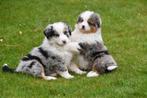 Australische Herder pups te koop/ blue merle/ black tricolor, Dieren en Toebehoren, België, CDV (hondenziekte), 8 tot 15 weken