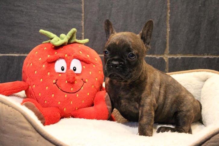 Franse Bulldog pups Gestroomd, Dieren en Toebehoren, Honden | Bulldogs, Pinschers en Molossers, Meerdere dieren, Bulldog, Fokker | Professioneel