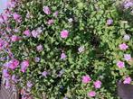 Zeer grote hibiscus met veel paarse bloemen, Ophalen