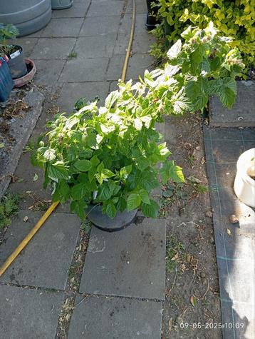 Frambozenstruik in pot beschikbaar voor biedingen