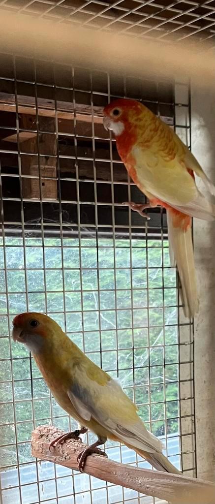 Koppel mutatie pennanten 2025, Animaux & Accessoires, Oiseaux | Perruches & Perroquets, Perruche, Plusieurs animaux, Bagué