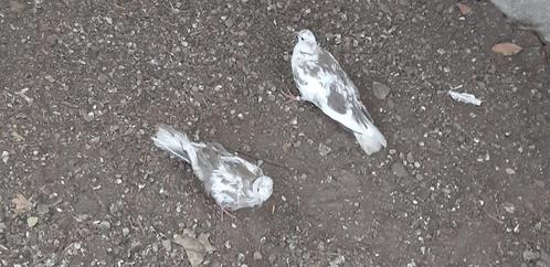 Bonte zijdeveders lachduiven, Dieren en Toebehoren, Vogels | Duiven, Tortelduif, Meerdere dieren