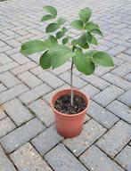 Okkernotenboom in pot (60 cm hoog), Ophalen, In pot