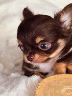 Chihuahua reutje, Dieren en Toebehoren, Honden | Chihuahua's en Gezelschapshonden, CDV (hondenziekte), België, Fokker | Hobbymatig