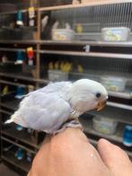 Baby pallid opalin, Dieren en Toebehoren