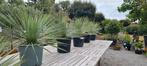 Yucca Rostrata - palmlelie, Ophalen