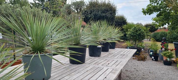 Yucca Rostrata - palmlelie, Tuin en Terras, Planten | Tuinplanten, Ophalen