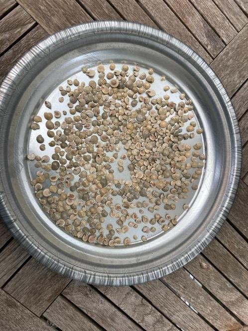 SCHELPEN 100 GRAM UMBONIUM WHITE NIEUW, Hobby en Vrije tijd, Knutselen, Nieuw, Materiaal, Ophalen of Verzenden