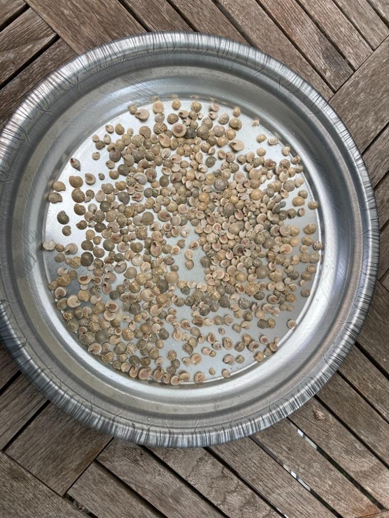 SCHELPEN 100 GRAM UMBONIUM WHITE NIEUW, Hobby en Vrije tijd, Knutselen, Nieuw, Ophalen of Verzenden