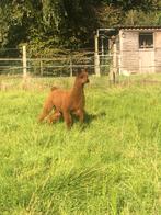 alpaca hengst te koop, Dieren en Toebehoren, Schapen, Geiten en Varkens, Mannelijk, 0 tot 2 jaar