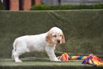 Roodschimmel Engelse Cocker pup, Dieren en Toebehoren, Honden | Retrievers, Spaniëls en Waterhonden, België, Reu, CDV (hondenziekte)