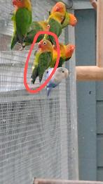 Agapornis Fischeri's MISSEN 1 POOT, Dieren en Toebehoren, Vogels | Parkieten en Papegaaien, Meerdere dieren, Dwergpapegaai of Agapornis