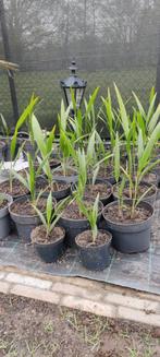 Wintervast palmboomjes, Ophalen of Verzenden