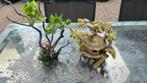Aquarium ornamenten, Ophalen of Verzenden, Gebruikt