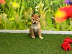 Chiots Shiba Inu, Animaux & Accessoires, Chiens | Huskys, Loulous & Types primitifs, Plusieurs, Belgique, 8 à 15 semaines, Parvovirose