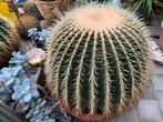 Grusonii cactus, Ophalen, Gebruikt
