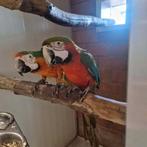 18 jarig bewezen broedkoppel Harlekijnara's, Dieren en Toebehoren, Meerdere dieren, Papegaai, Geringd