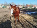 quarter / tinker merrie, Dieren en Toebehoren, Merrie, Minder dan 160 cm, Gechipt, 0 tot 2 jaar