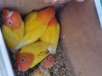 Dwergpapegaai, Meerdere dieren, Dwergpapegaai of Agapornis, Geringd