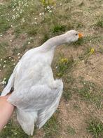 blauwe grijze gans, Dieren en Toebehoren, Pluimvee, Vrouwelijk