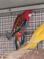 Opaline rood rosella mannen 2025, Dieren en Toebehoren, Mannelijk, Parkiet, Geringd
