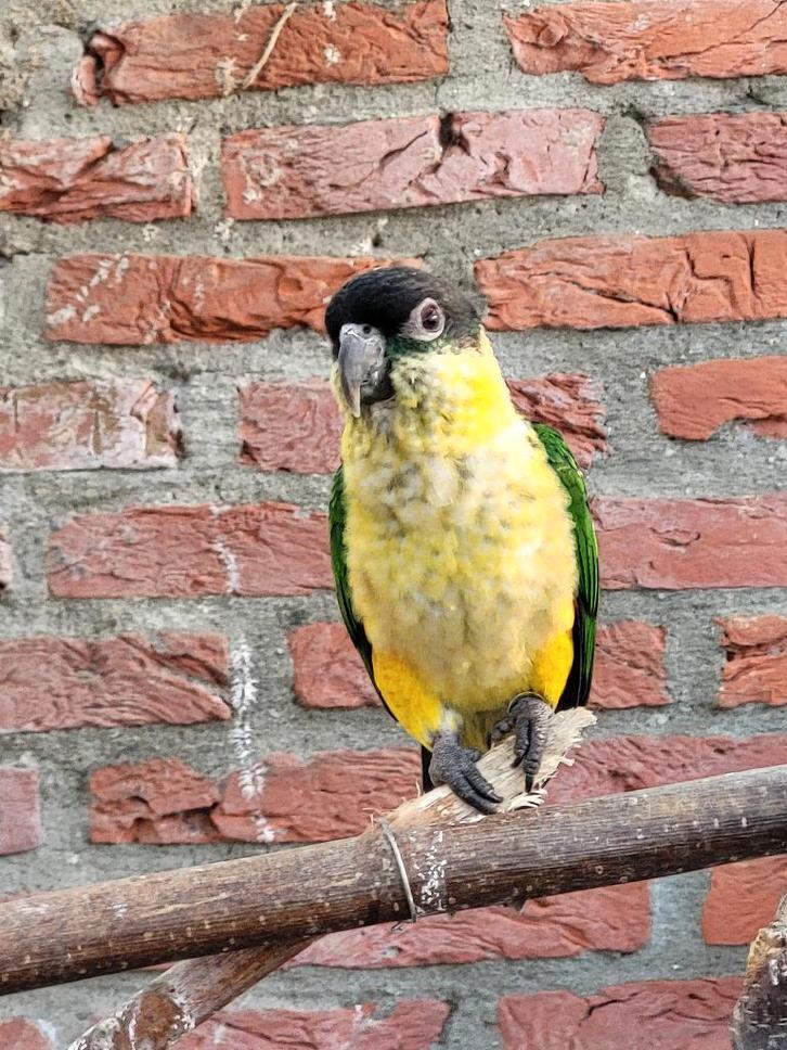 Zwartkop caique, Dieren en Toebehoren, Vogels | Parkieten en Papegaaien, Papegaai, Vrouwelijk, Geringd