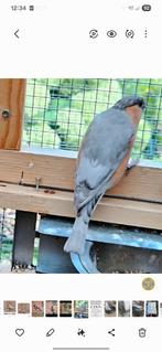 Superbe couple bouvreuil mutations dble pastel rouge 2025, Dieren en Toebehoren, Meerdere dieren