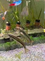 Doctor fish, Dieren en Toebehoren, Vissen | Aquariumvissen