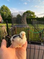 Brahma kuiken, Dieren en Toebehoren, Pluimvee