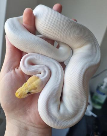 0.1 banana special pastel (yb) piebald koningspython