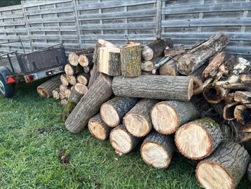 Brandhout Stamhout populier beschikbaar voor biedingen