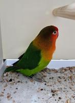 Agapornis fischeri wildkleur man, Dieren en Toebehoren, Mannelijk, Dwergpapegaai of Agapornis, Geringd