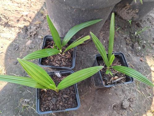Zeldzame hybride Trachycarpus princeps x wagnerianus palmbom, Tuin en Terras, Planten | Bomen, Palmboom, Minder dan 100 cm, Halfschaduw