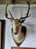 Taxidermie: damhert, Ophalen