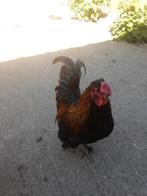 hanen, Meerdere dieren